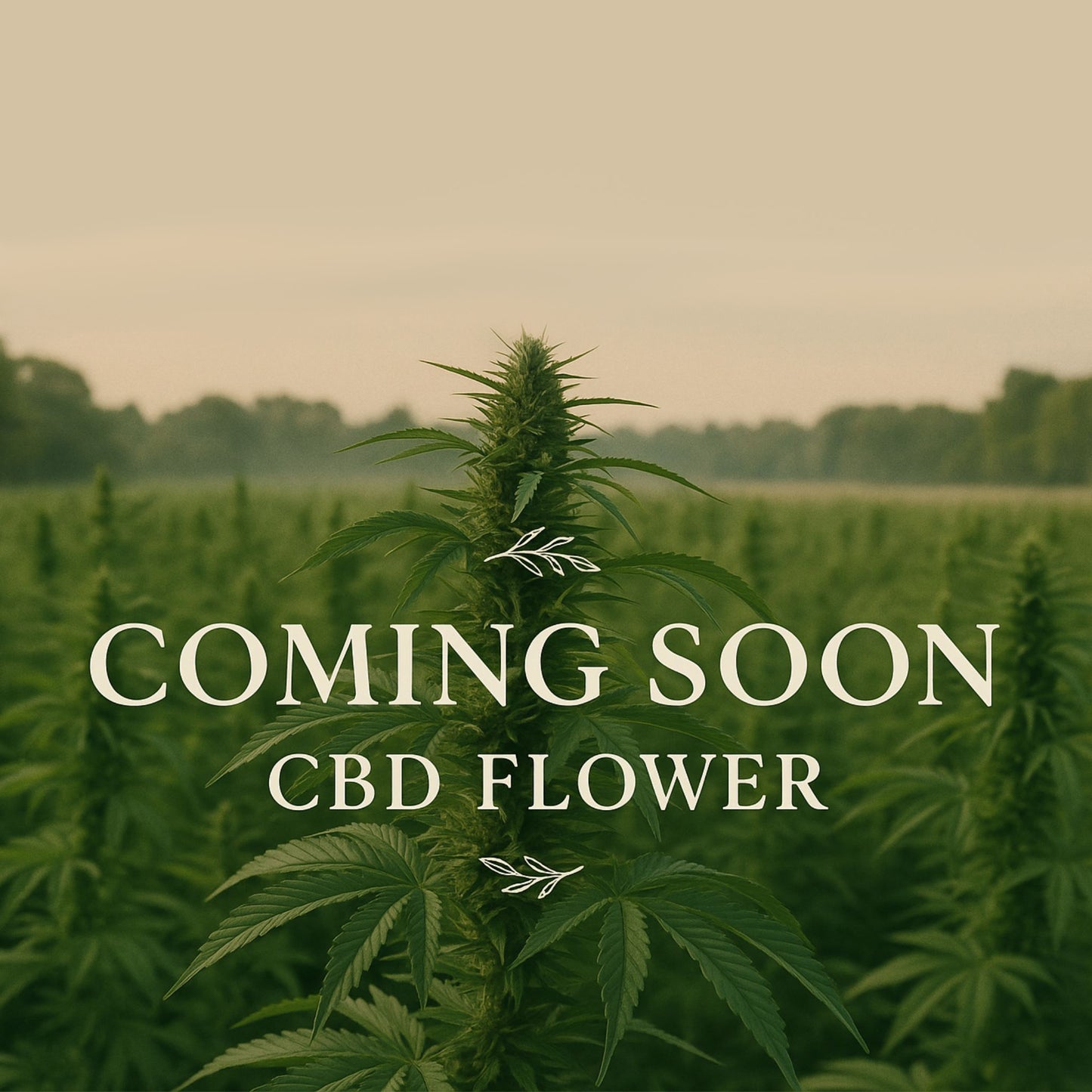 Premium CBD Flower (Coming Soon)