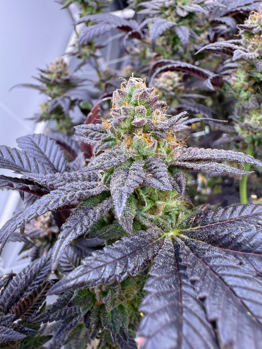 CBD Salves and Localized Pain Management: What You Need to Know