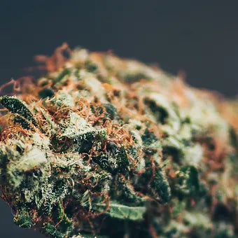 Elevate Your Wellness with Sustainable Local CBD Products Grown In the Lowcountry