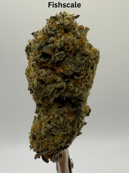 Premium THCA Flower